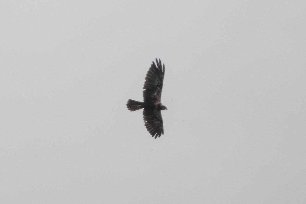 Western Marsh Harrier - ML597318991