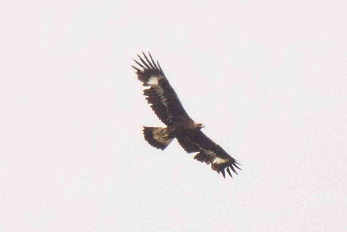 Golden Eagle - ML597320021