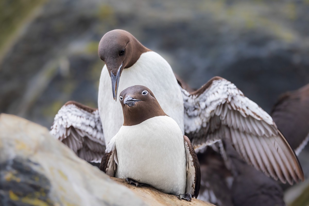 Common Murre - Marcin Dyduch