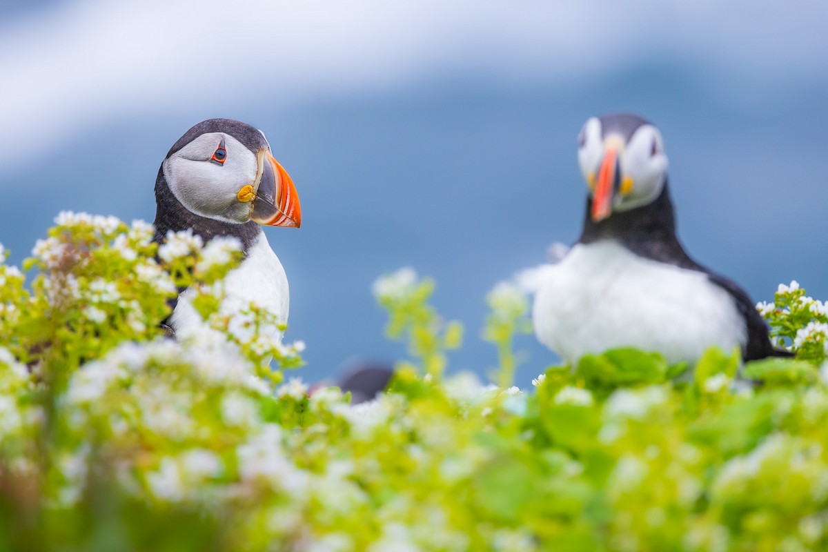 Atlantic Puffin - ML597320341