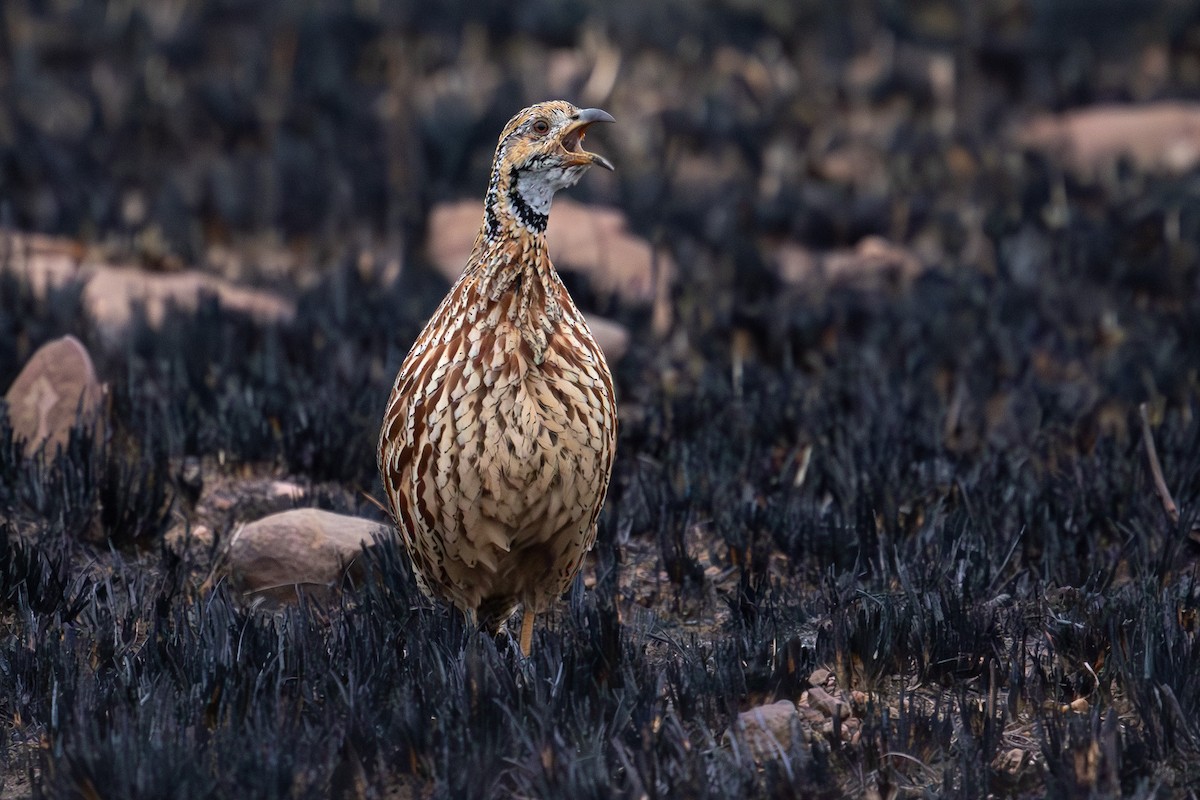 Orange River Francolin - ML597320411