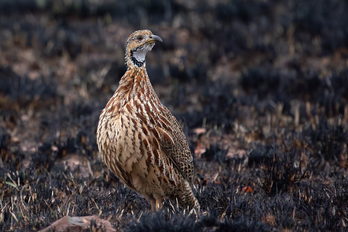 Orange River Francolin - ML597320421