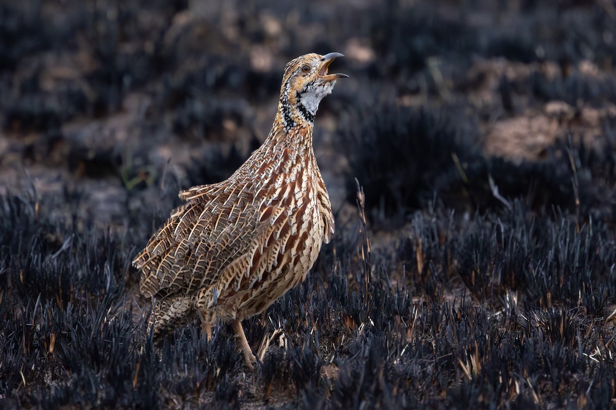 Orange River Francolin - ML597320441