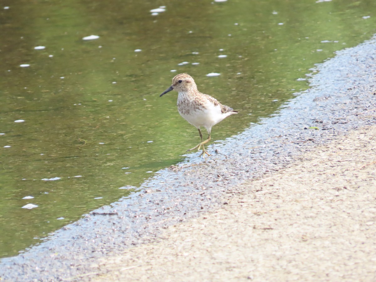 Least Sandpiper - ML597321631