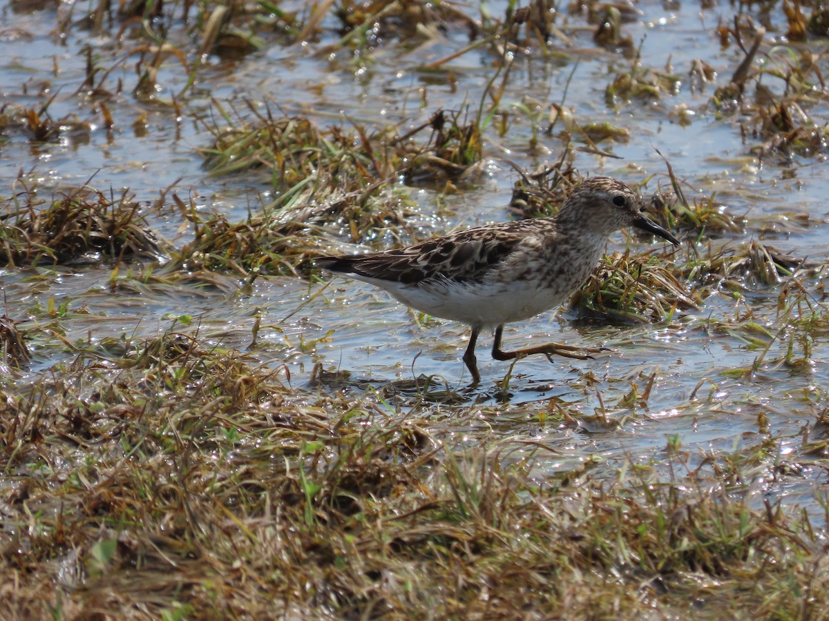 Least Sandpiper - ML597322141