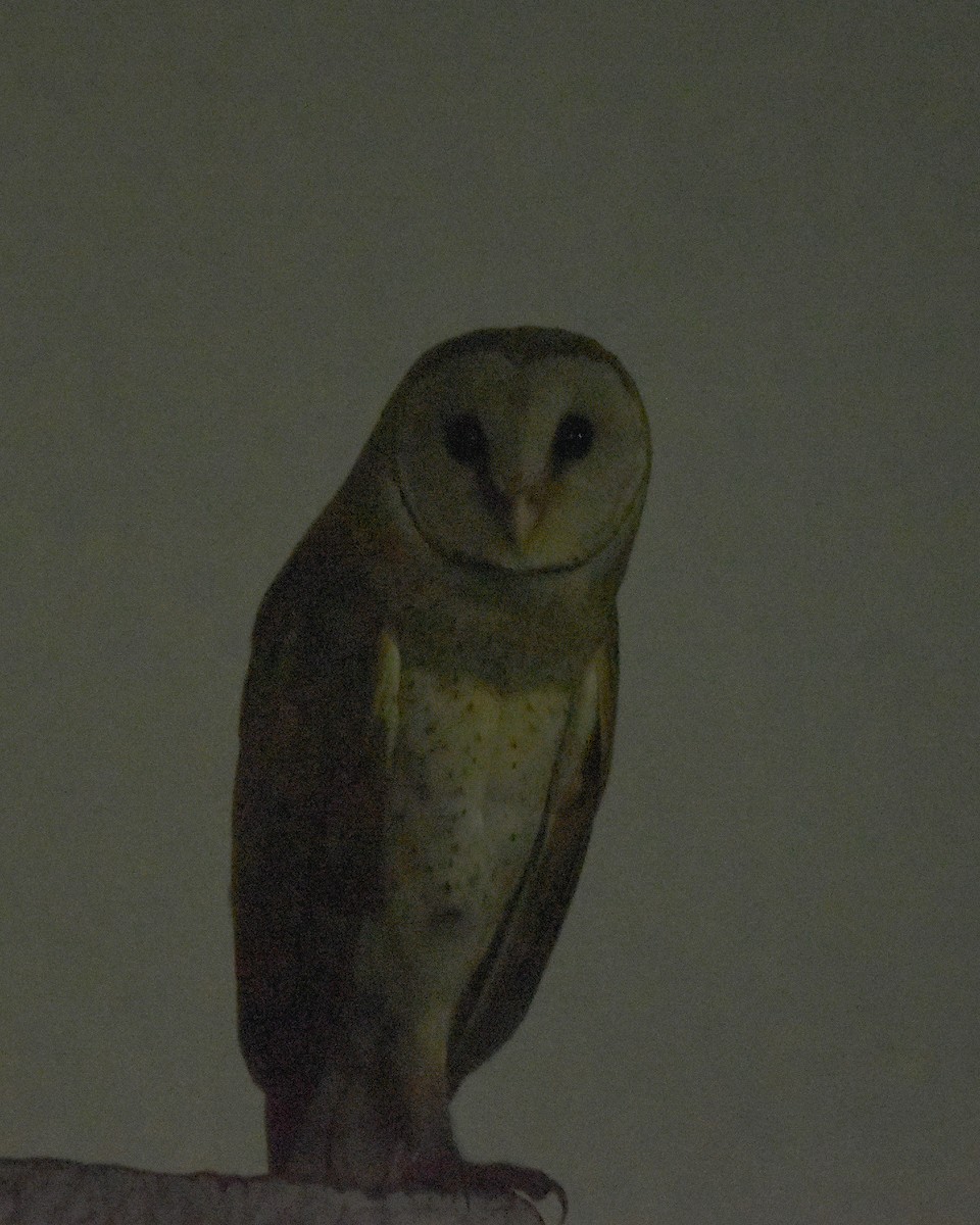 Barn Owl - Madhur Upadhyay