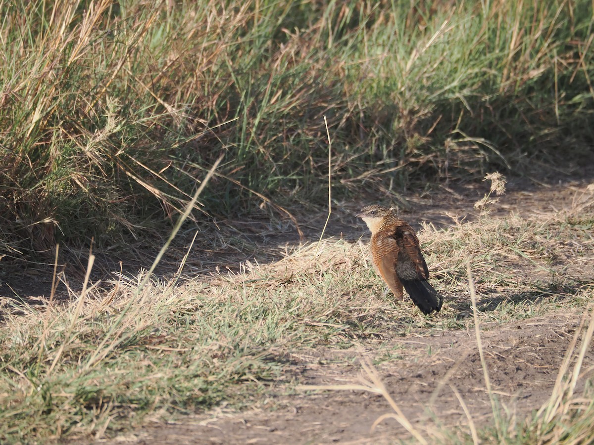 White-browed Coucal (White-browed) - ML597322361