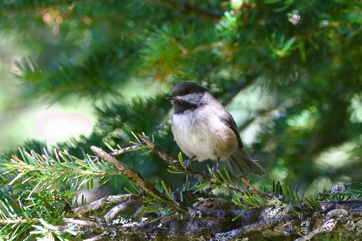 Mésange à tête brune - ML597322541