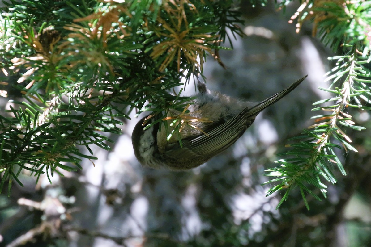 Mésange à tête brune - ML597322551