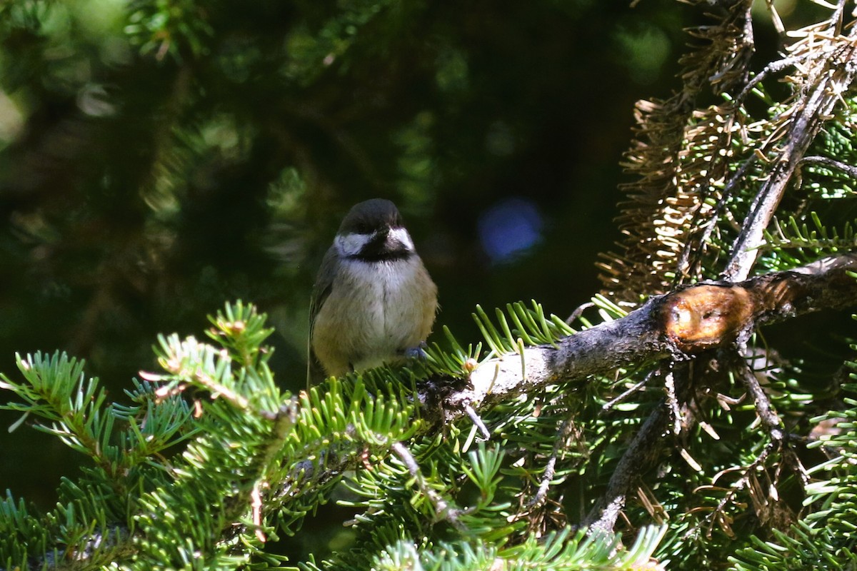 Mésange à tête brune - ML597322561