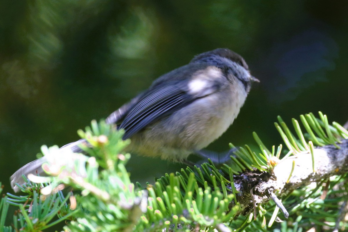 Mésange à tête brune - ML597322571