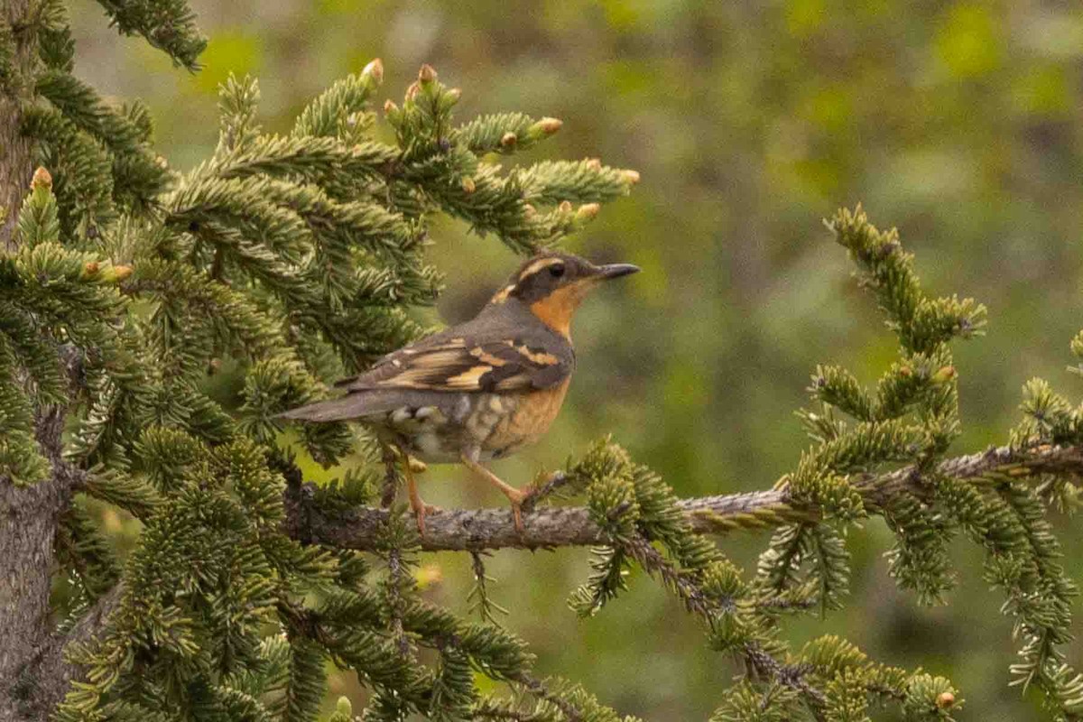 Varied Thrush - Ann Van Sant