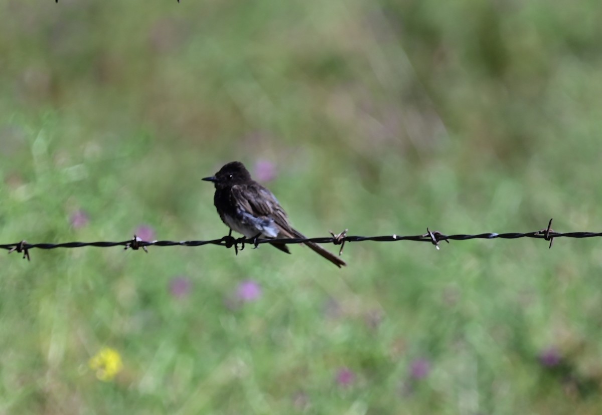 Black Phoebe - ML597323491