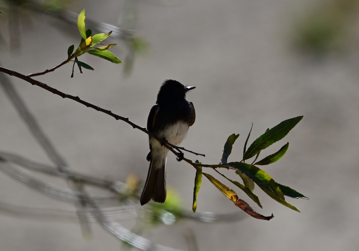 Black Phoebe - ML597323501