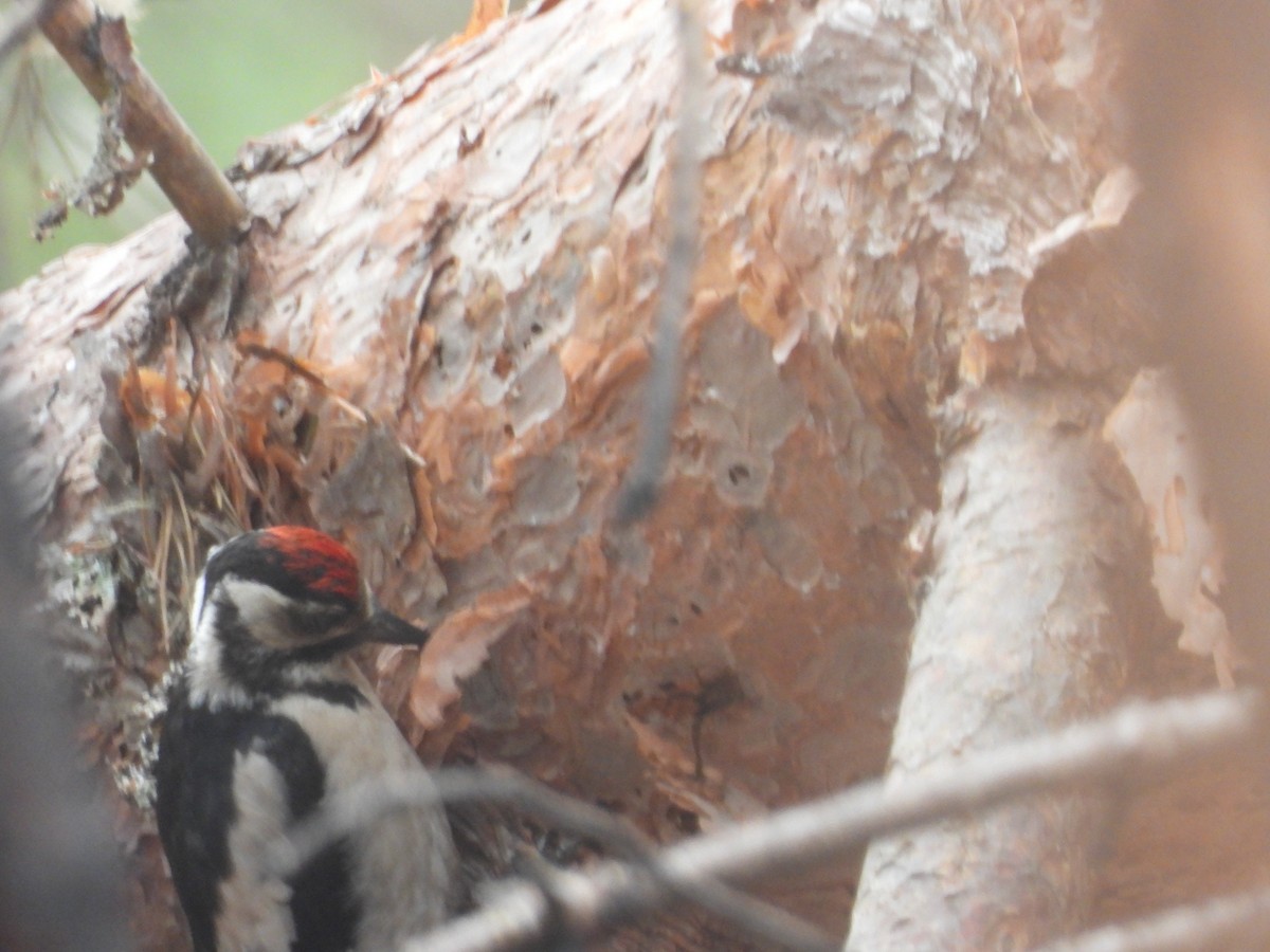 Great Spotted Woodpecker - ML597323971