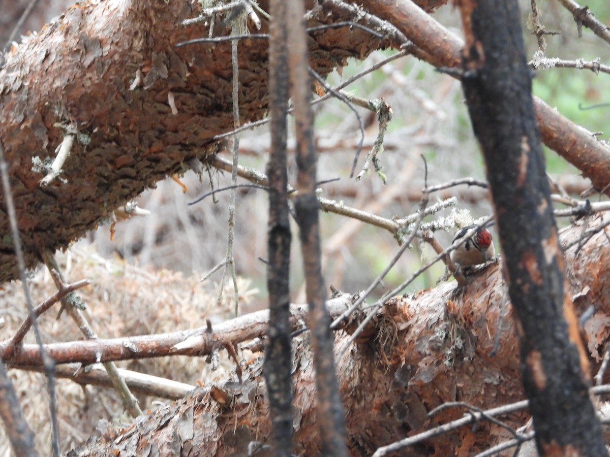 Great Spotted Woodpecker - ML597323981