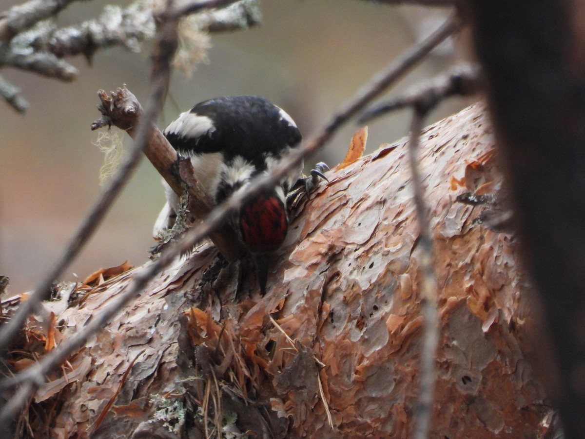 Great Spotted Woodpecker - ML597323991