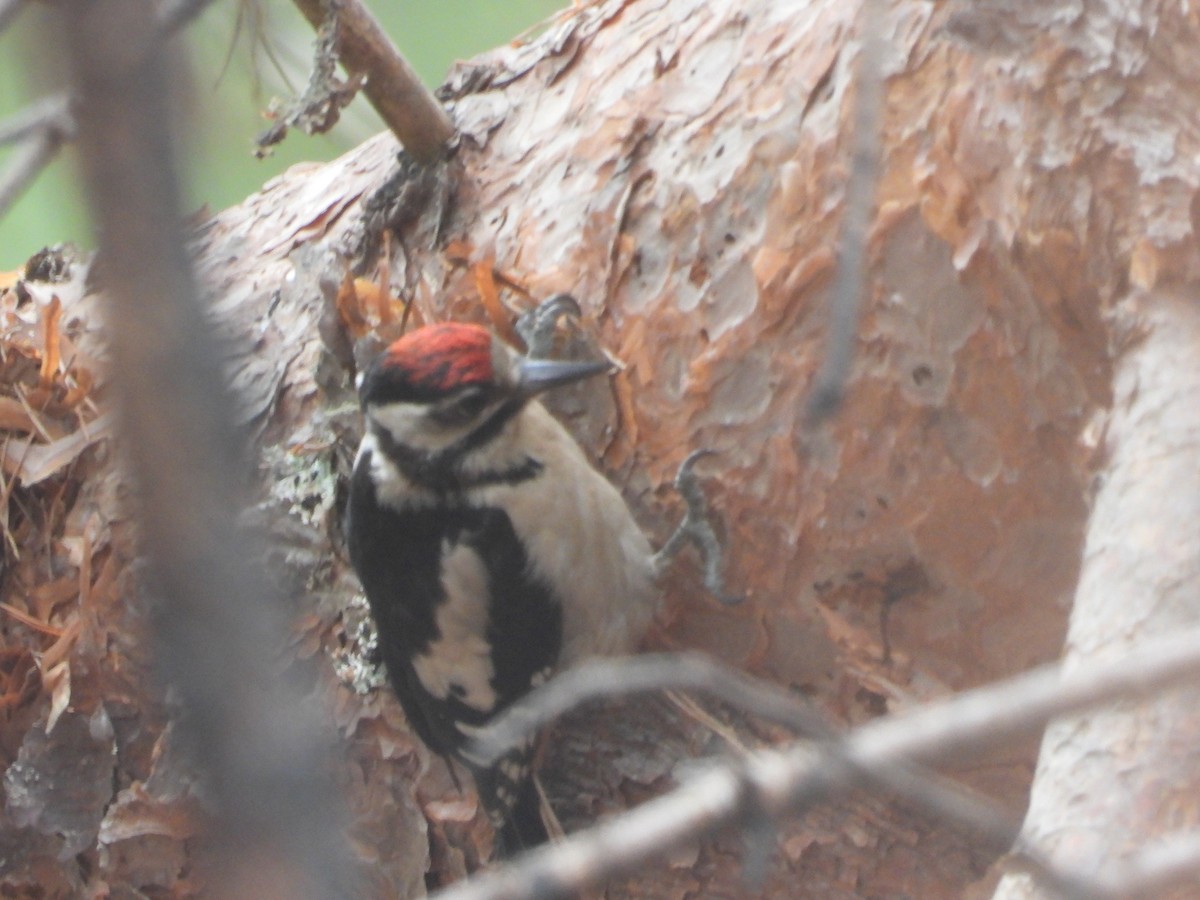 Great Spotted Woodpecker - ML597324001