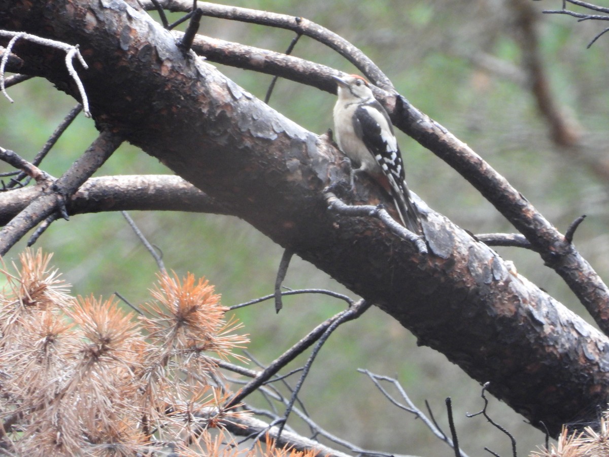 Great Spotted Woodpecker - ML597324011