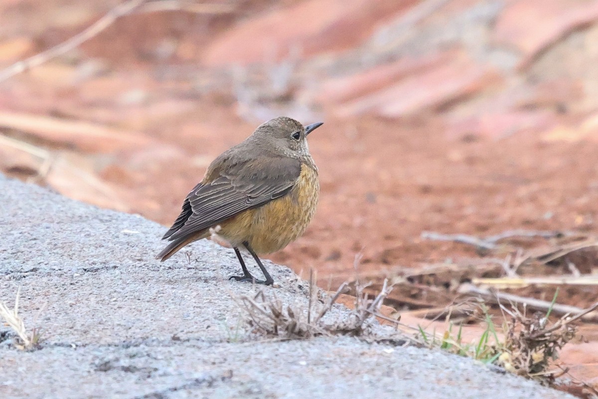 Sentinel Rock-Thrush - ML597324021