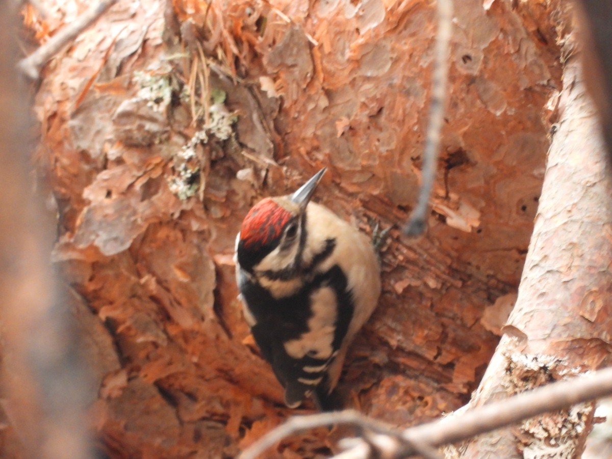 Great Spotted Woodpecker - ML597324031