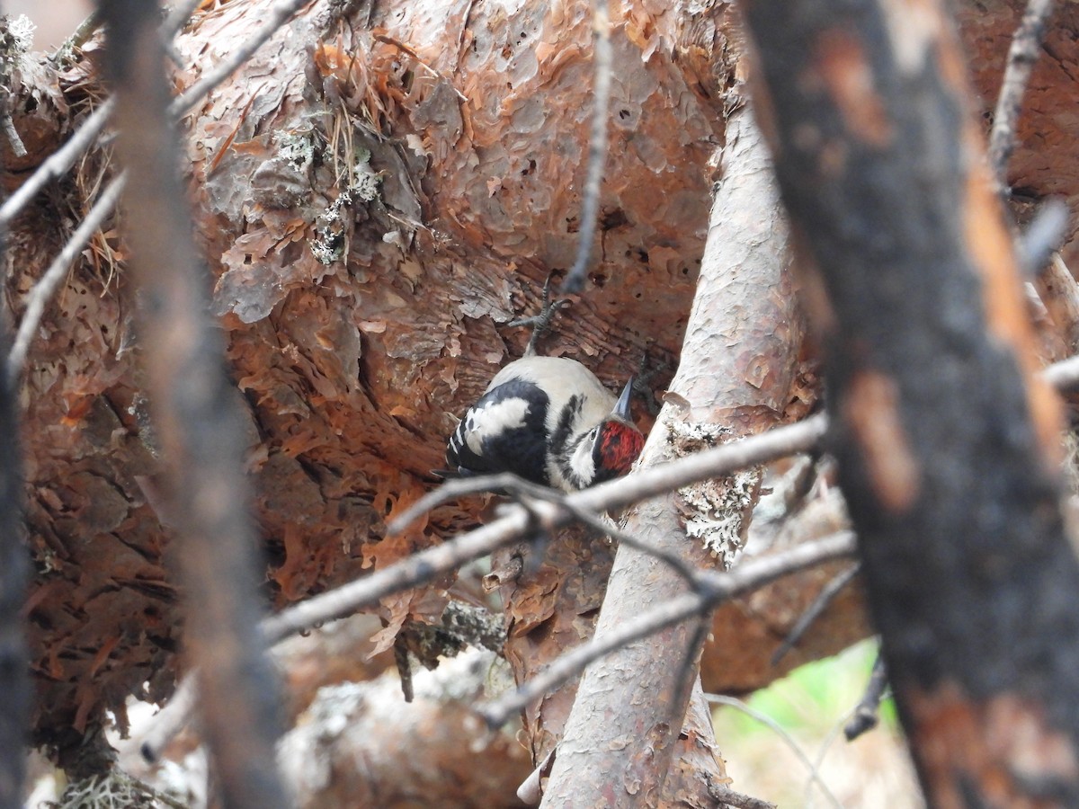 Great Spotted Woodpecker - ML597324051