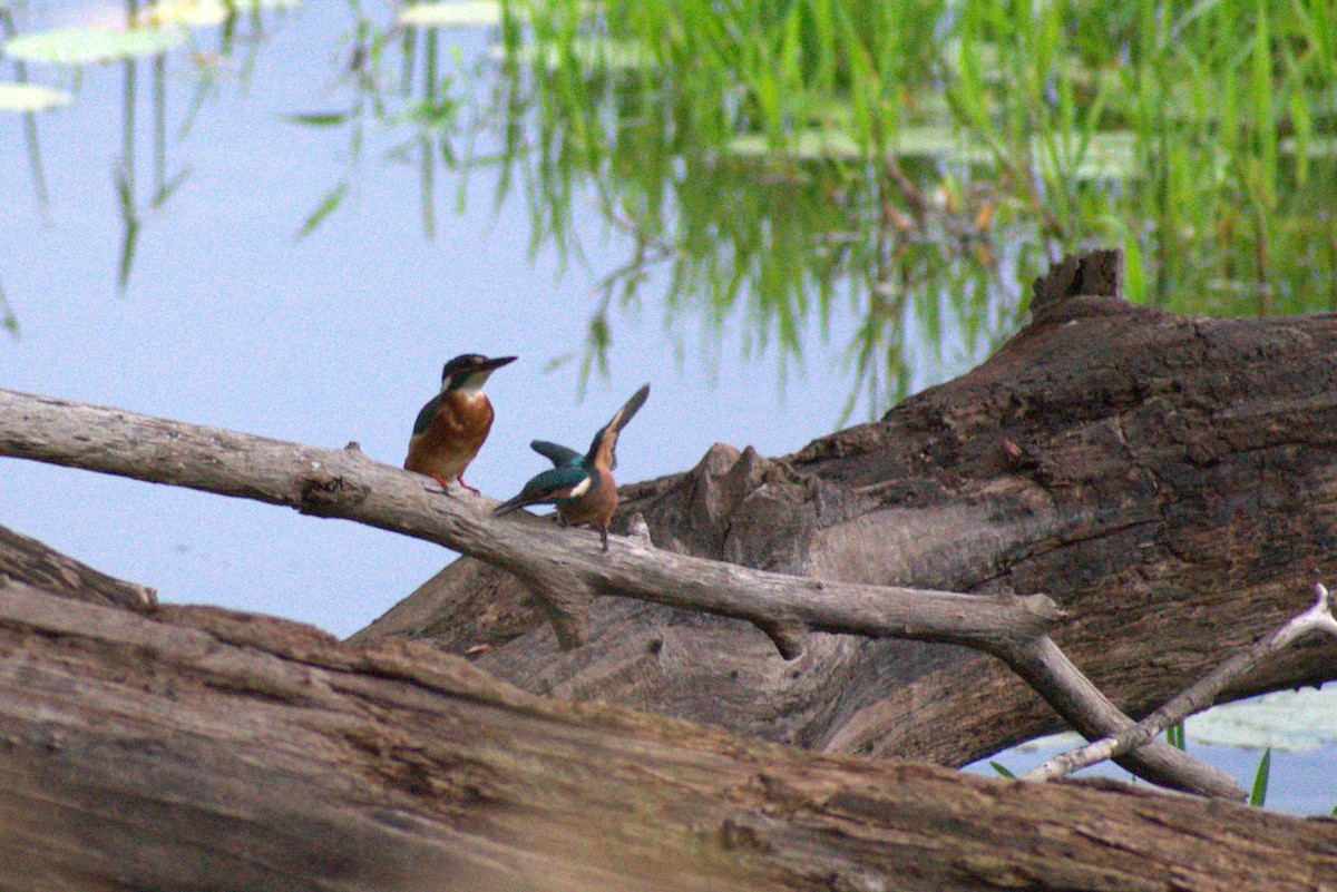 Common Kingfisher - Lee Toomey