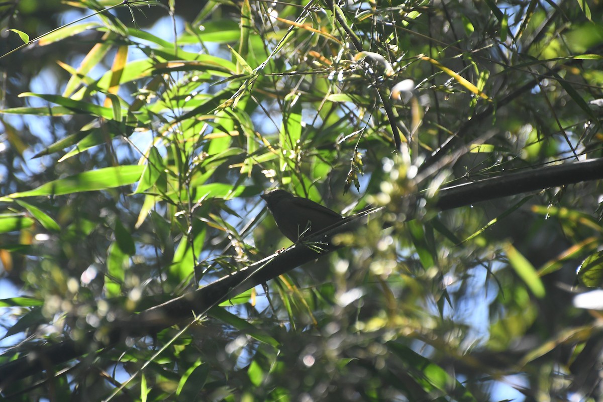 Blackish-blue Seedeater - Sebastián Dardanelli