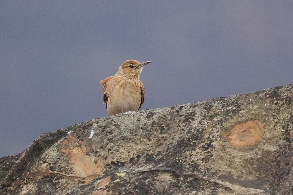 Eastern Long-billed Lark - ML597328651