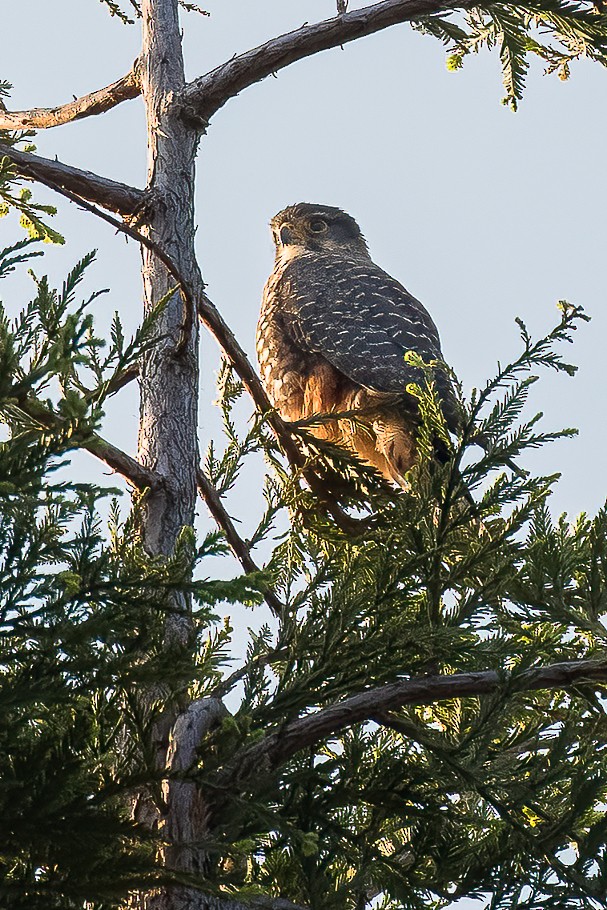 New Zealand Falcon - ML597328751
