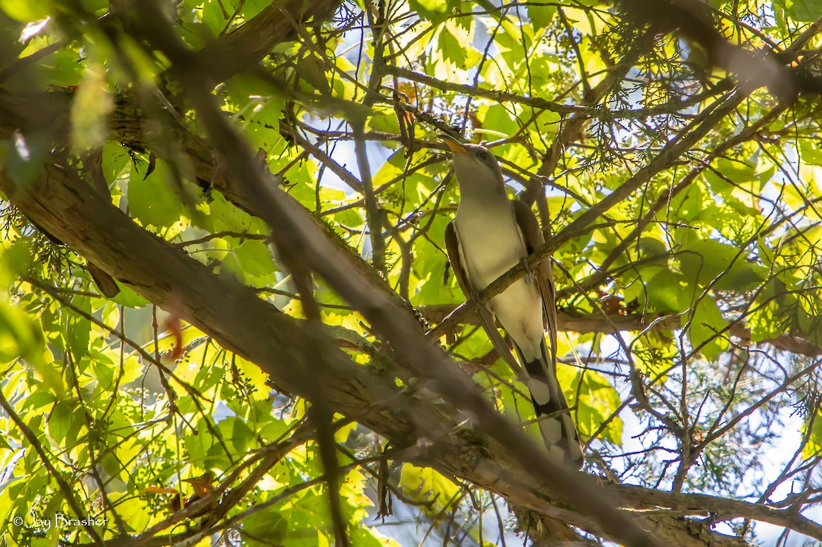 Yellow-billed Cuckoo - ML597329701
