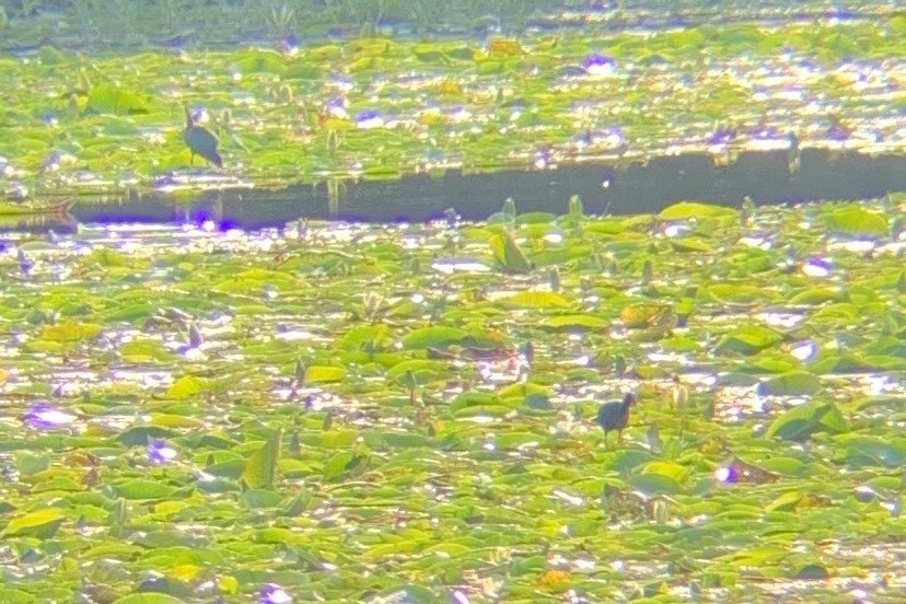 Purple Gallinule - ML597330021