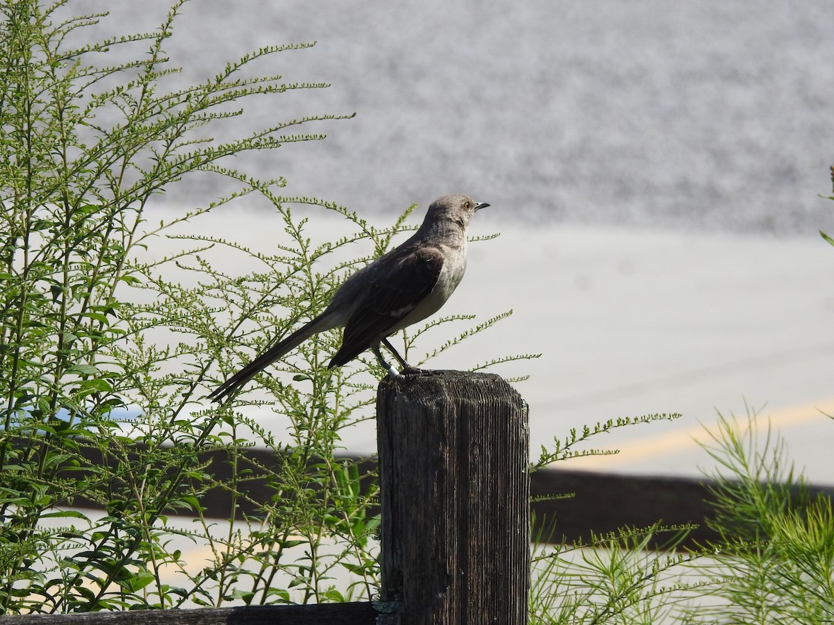 Northern Mockingbird - ML597330211