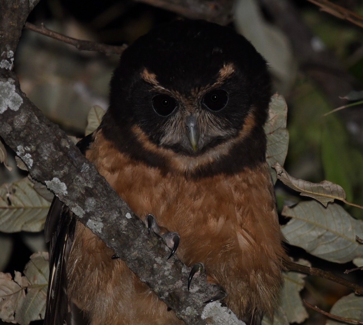 Tawny-browed Owl - ML597330461