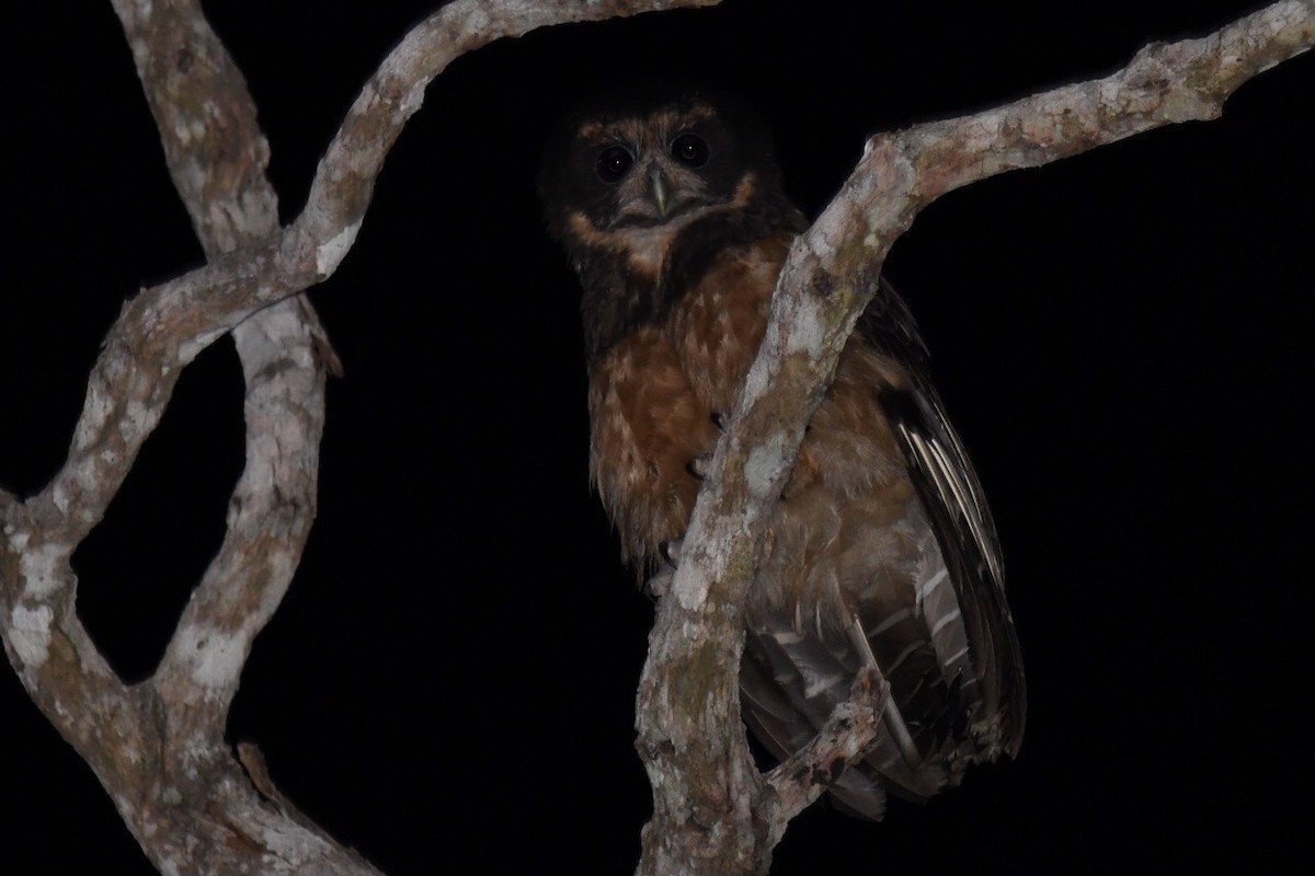 Tawny-browed Owl - ML597330471