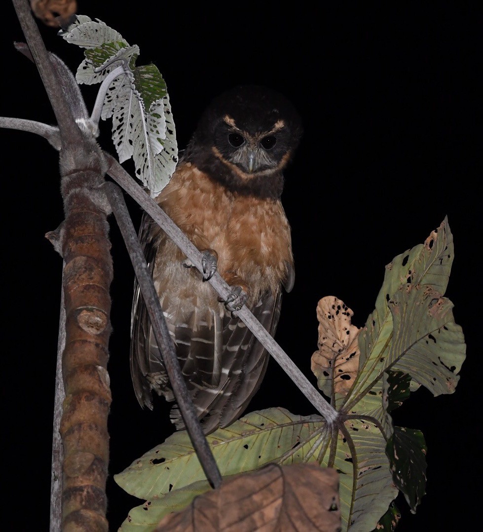 Tawny-browed Owl - ML597330481