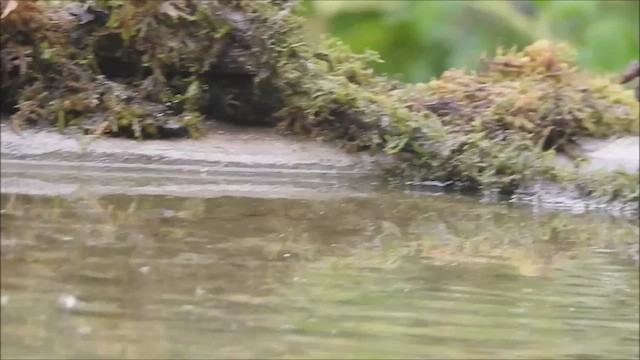 Red-billed Leiothrix - ML597331321