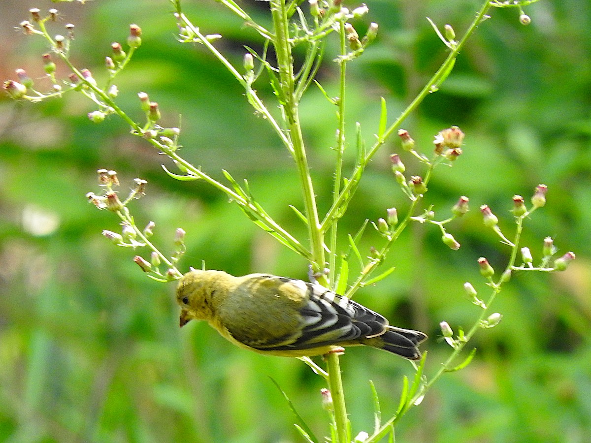 Lesser Goldfinch - Alfredo Rosas