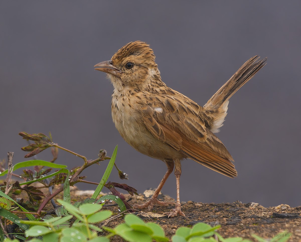 Indian Bushlark - ML597331781