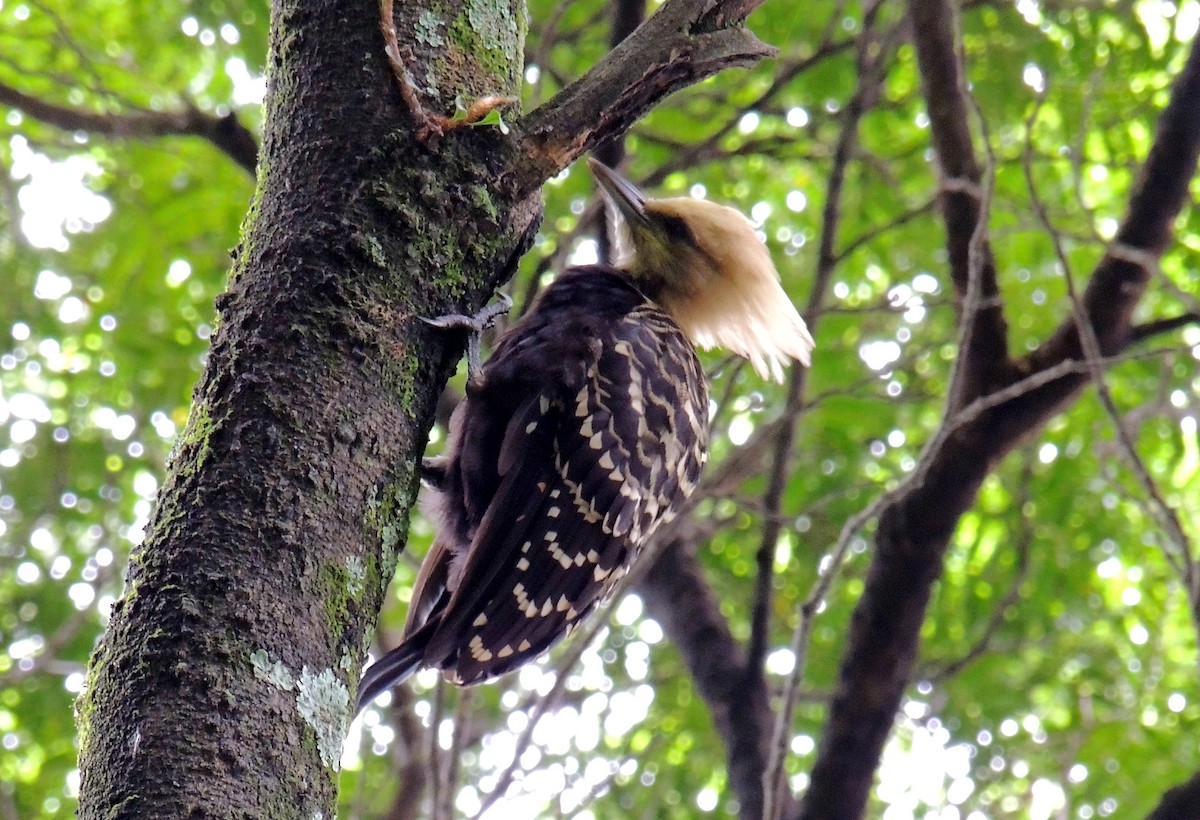 Blond-crested Woodpecker - ML59733211