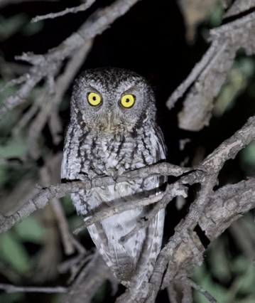 Whiskered Screech-Owl - ML597332191