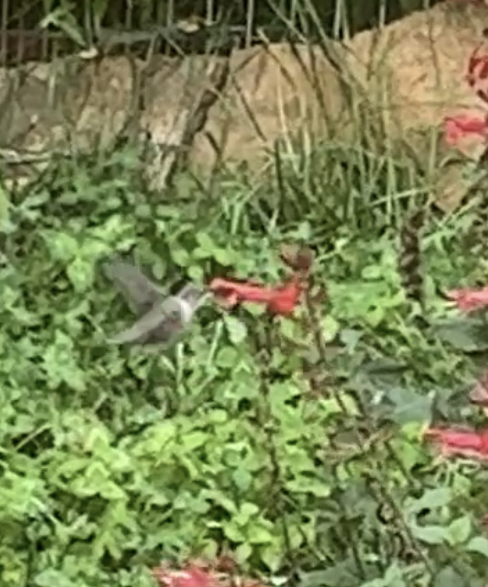Black-chinned Hummingbird - ML597332571