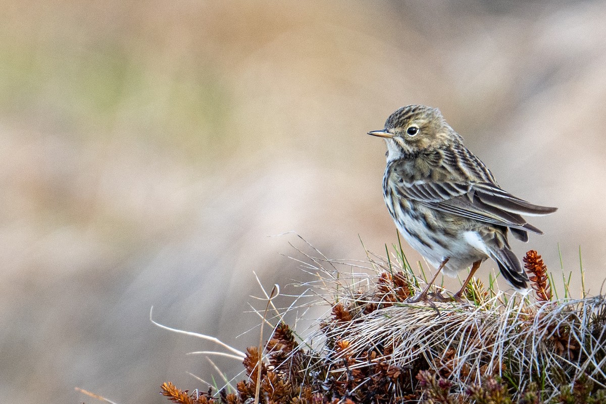 Meadow Pipit - ML597332771