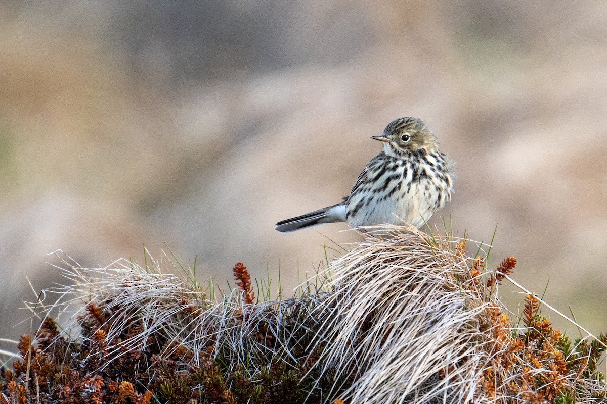 Meadow Pipit - ML597332801