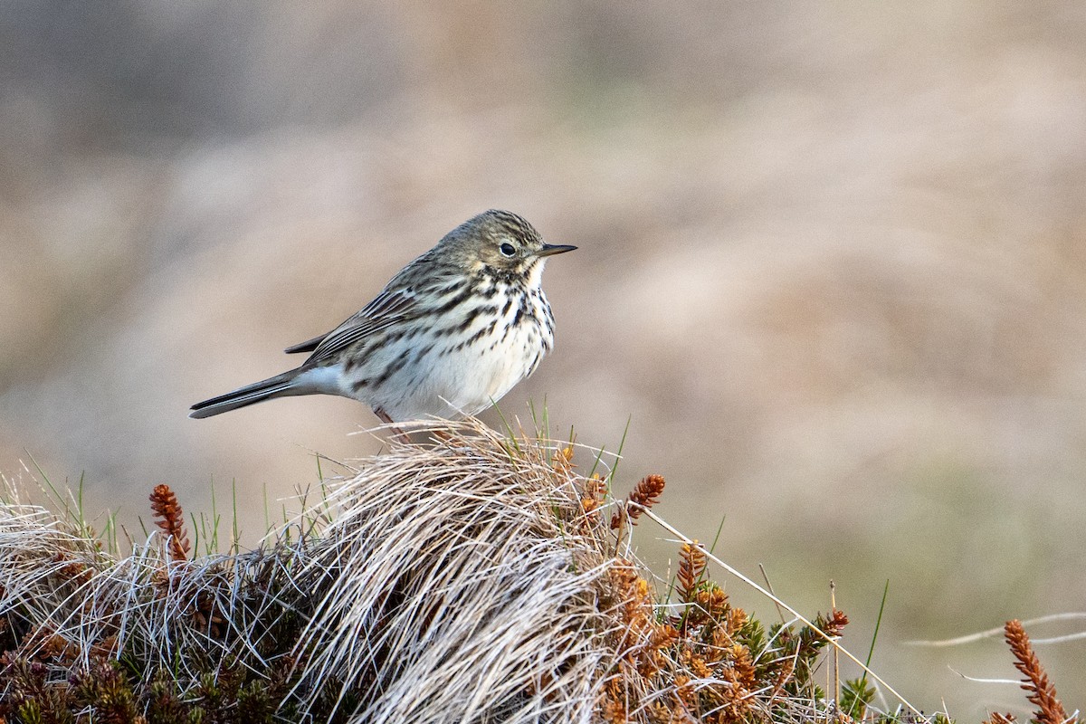 Meadow Pipit - ML597332821