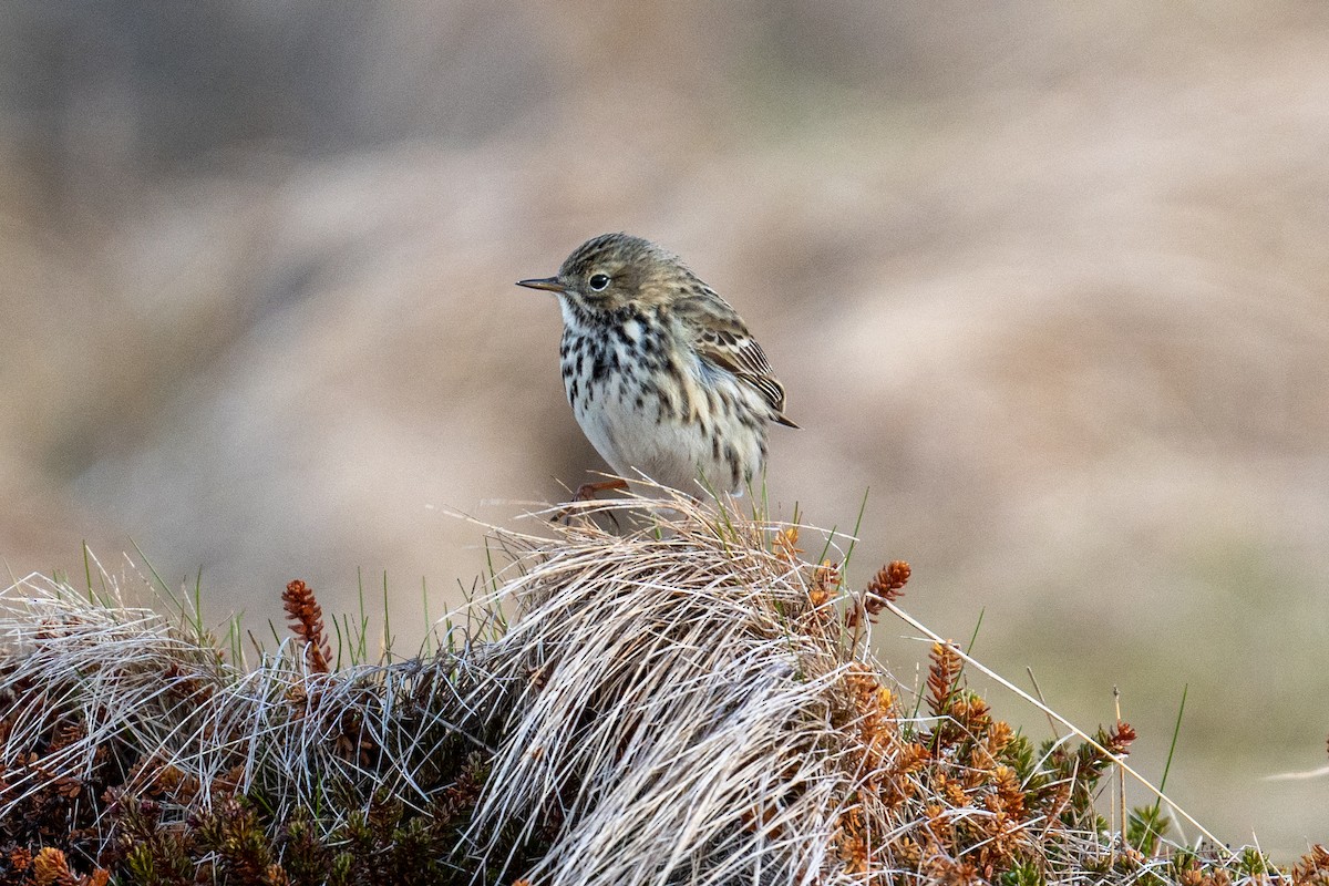 Meadow Pipit - ML597332831