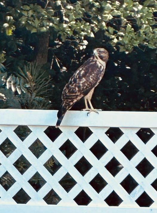 Red-shouldered Hawk - ML597334681