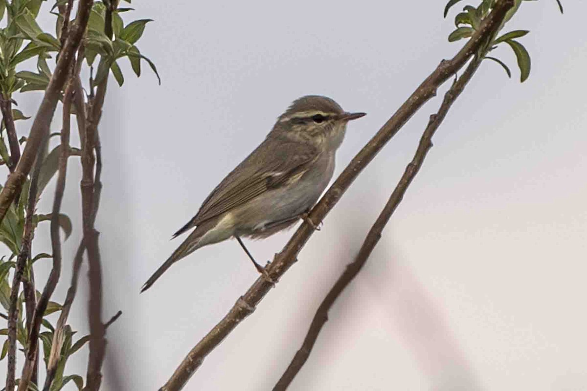 Mosquitero Boreal - ML597334881