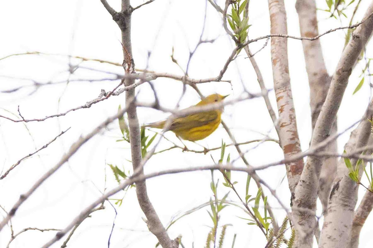 Yellow Warbler - ML597335211