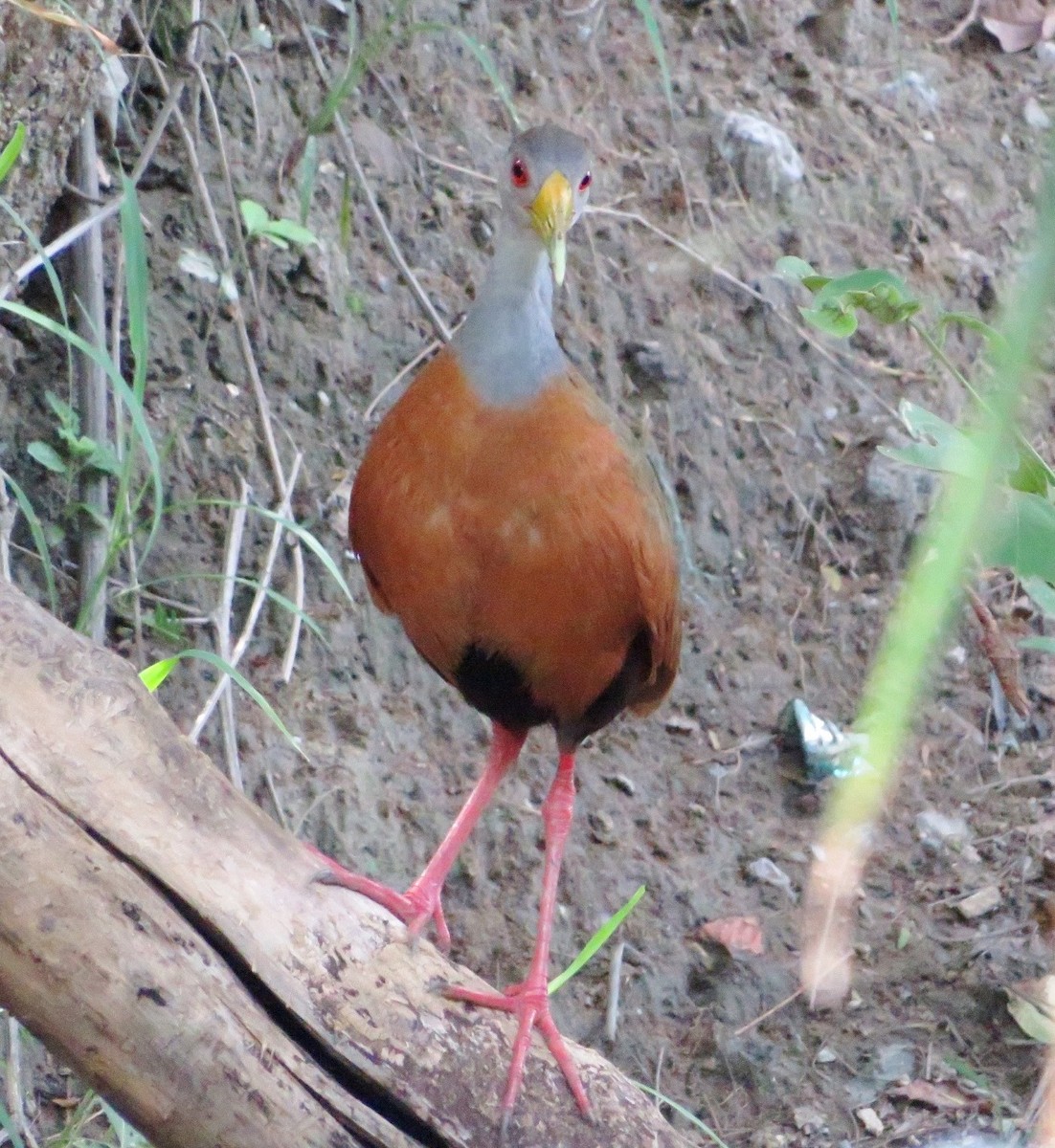 Gray-cowled Wood-Rail - Alfredo Correa